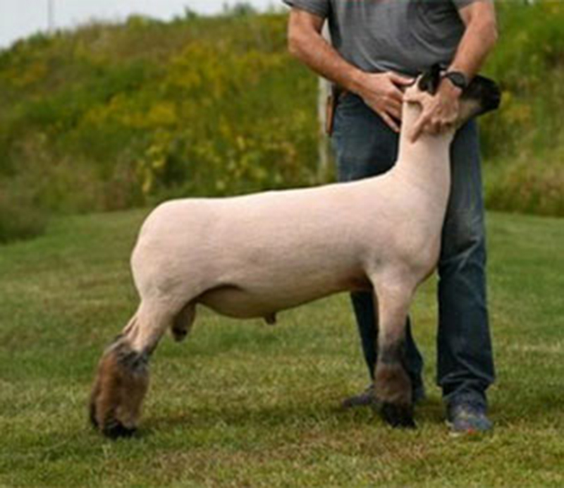 American Monster American Monster