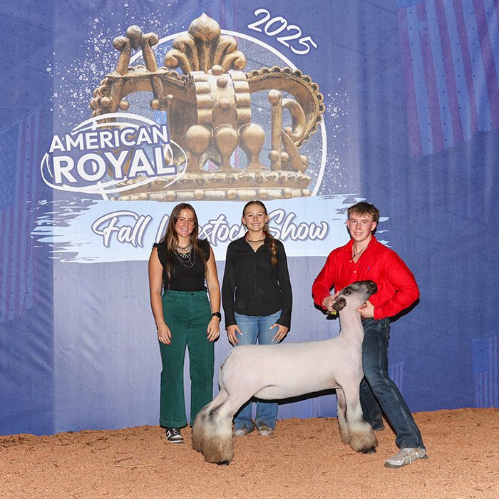 Division 2 Commercial Ewe Class Winner 2025 Kansas City Division 2 Commercial Ewe Class Winner<br />
2025 Kansas City